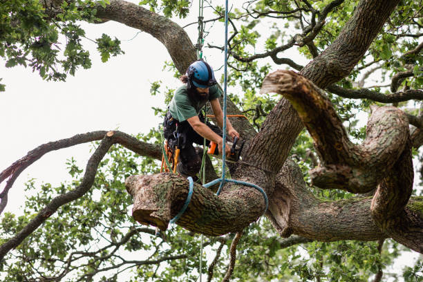 Reliable Emmaus, PA Tree Care Solutions