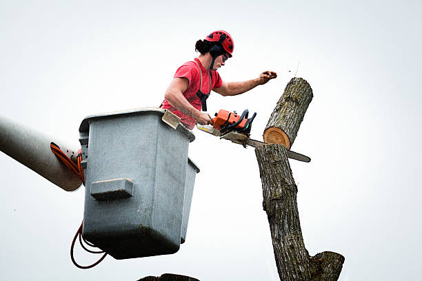 Seasonal Cleanup (Spring/Fall) in Emmaus, PA